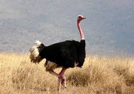 avestruz a maior ave do planeta