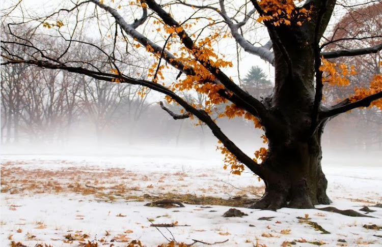 Winter Tree Image