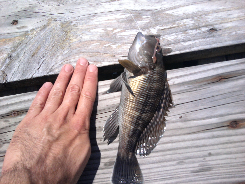 Sea Isle City Summer Shore By TurtleDog Catch Sea Bass Fishing With
