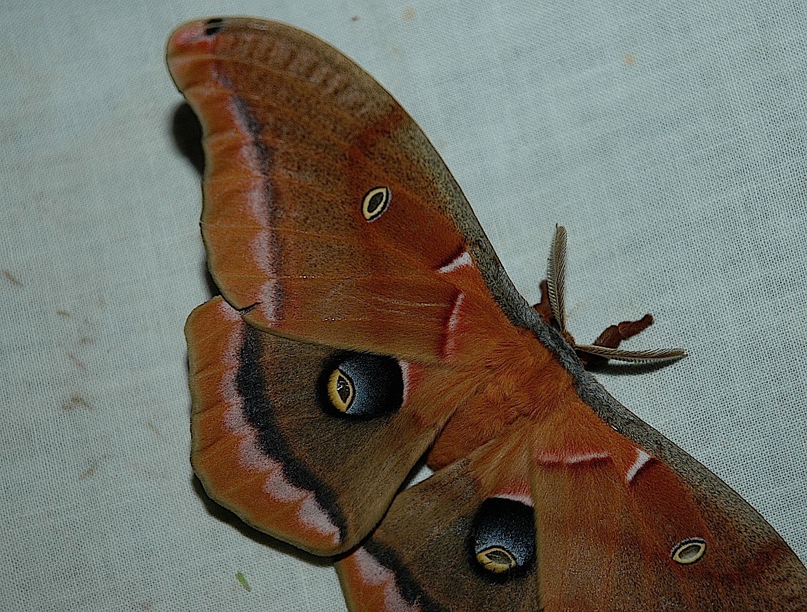 Field Biology in Southeastern Ohio Silk Moths, Neuroptera, and other