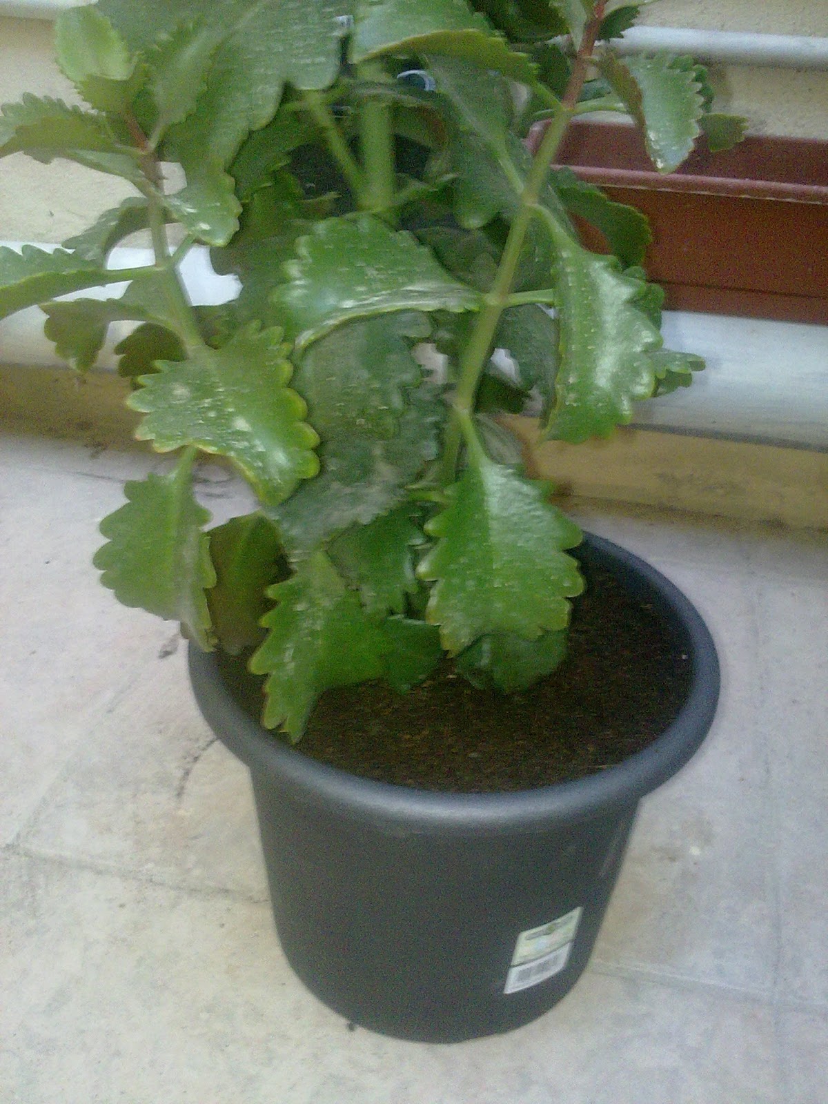 Succulents Repotting the Kalanchoe Green Patches Mediterranean