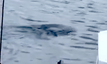 Water UFO Seen In New Hampshire Lake Baffles Eyewitness Galaxy%252C%2BUFO%252C%2BUFOs%252C%2BNFL%252C%2Bsighting%252C%2Bwar%252C%2B%252C%2Bsightings%252C%2BCarina%252C%2BNebula%252C%2Bblue%252C%2BHeineken%252C%2BStar%2BTrek%252C%2BStargate%252C%2Btop%2Bsecret%252C%2BET%252C%2Bvillager%252C%2Batlantis%252C%2BW56%252C%2BSteve%252C%2BGod%252C%2Bqueen%252C%2Bart%252C%2Binsect%252C%2BNibiru%252C%2BAI%252C%2BCNN%252C%2BFox%252C%2BNBC%252C%2Bnews%252C%2Bnebula%252C%2B4