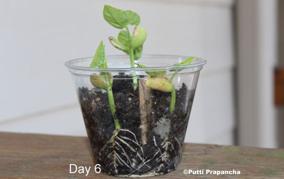 kertészkedés gyerekekkel