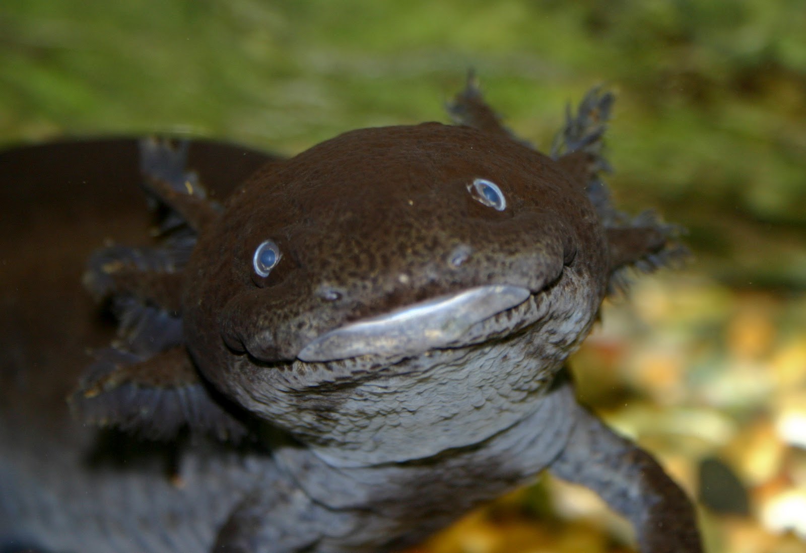 White Wolf Meet Axolotl Ambystoma Mexicanum the Happiest Animal In White Wolf Meet Axolotl Ambystoma Mexicanum the Happiest Animal In