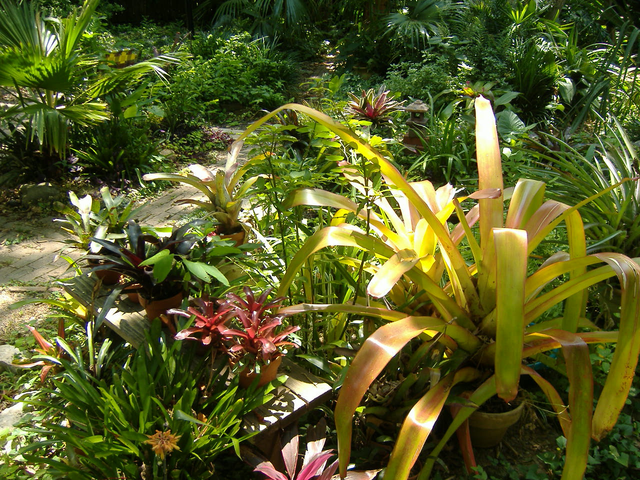 Tropical Texana: GARDEN PATHS: WHERE WILL THEY TAKE YOU?