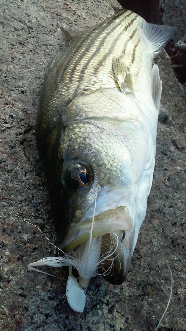 Rhode Island Striped Bass Lure of the Week The Bucktail Jig