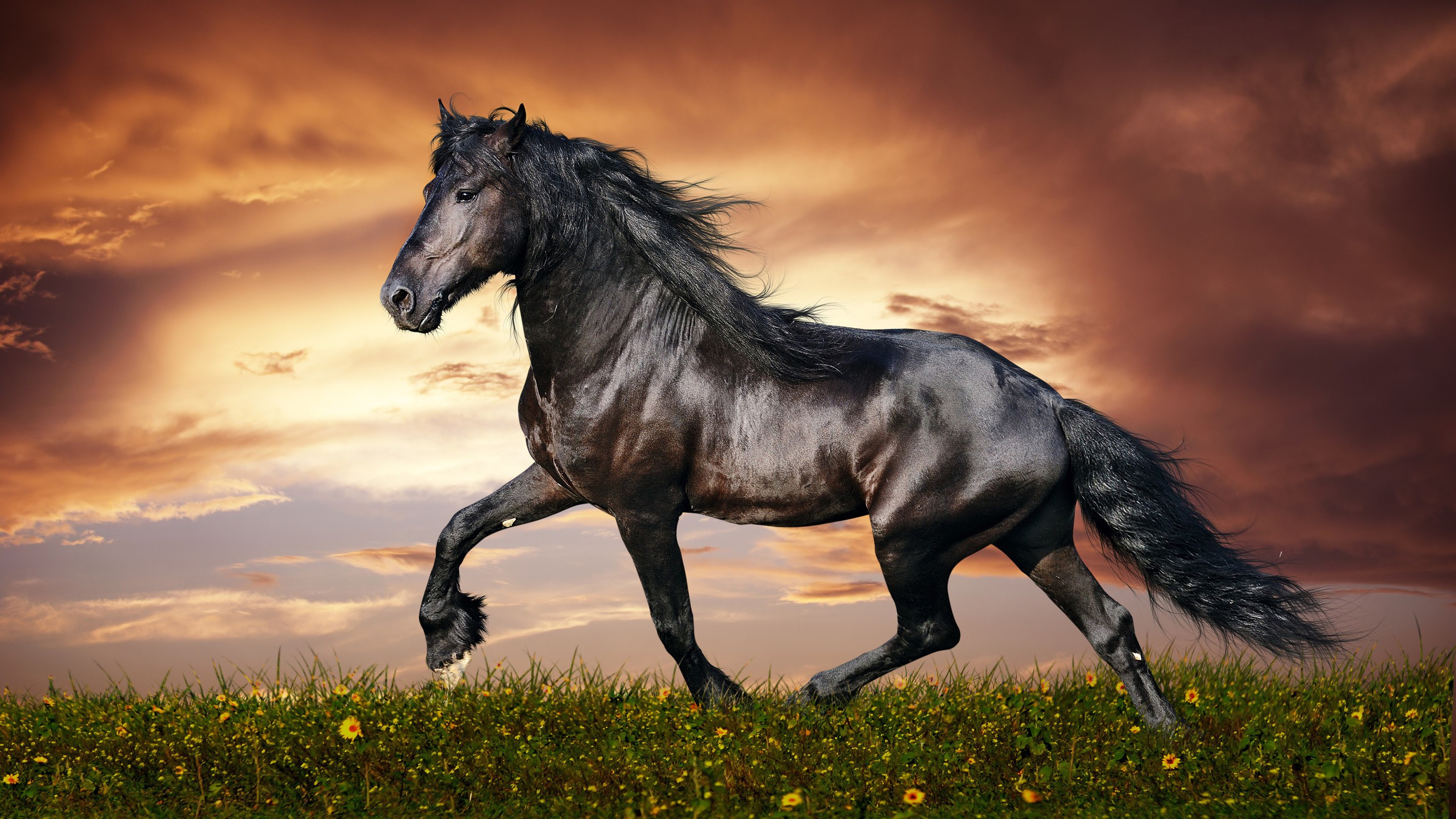 Horse, 4K, 3840X2160, #13 Wallpaper Pc Desktop