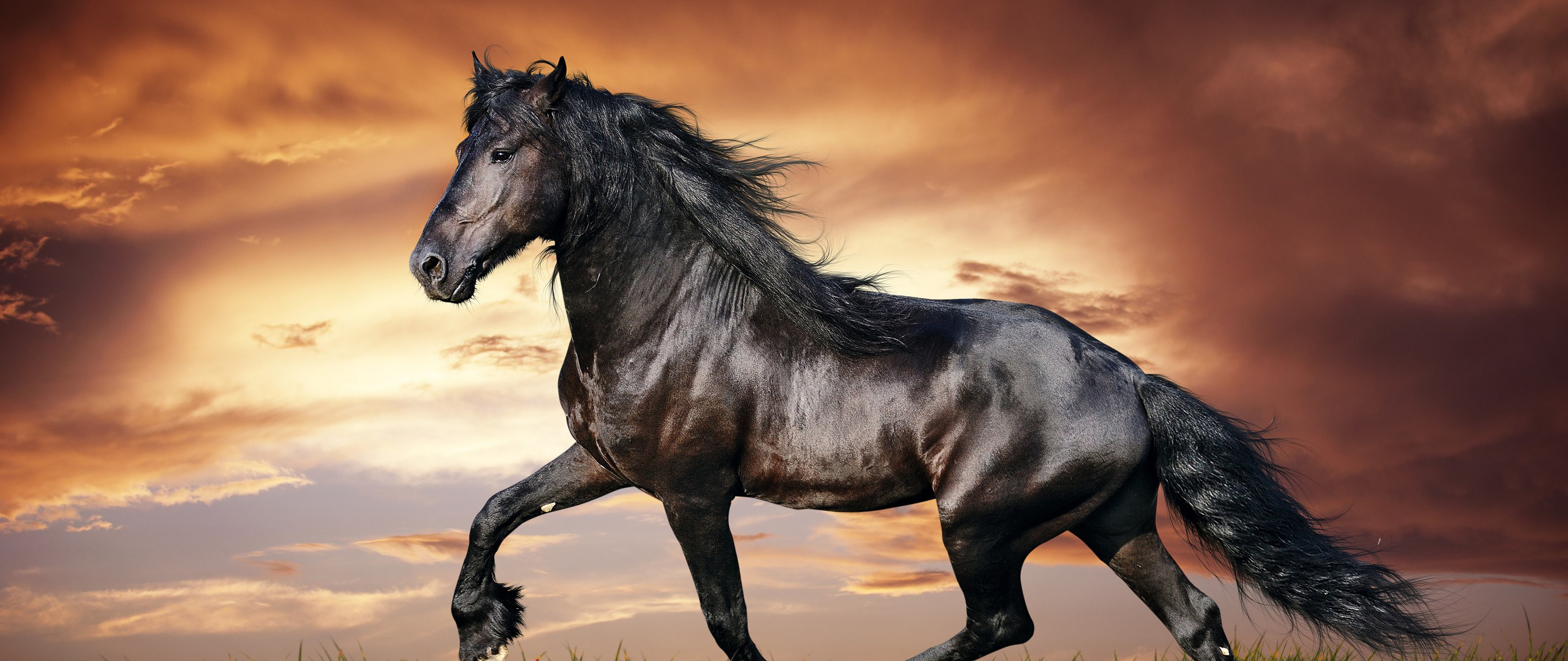 Horse 4k Wallpaper 13