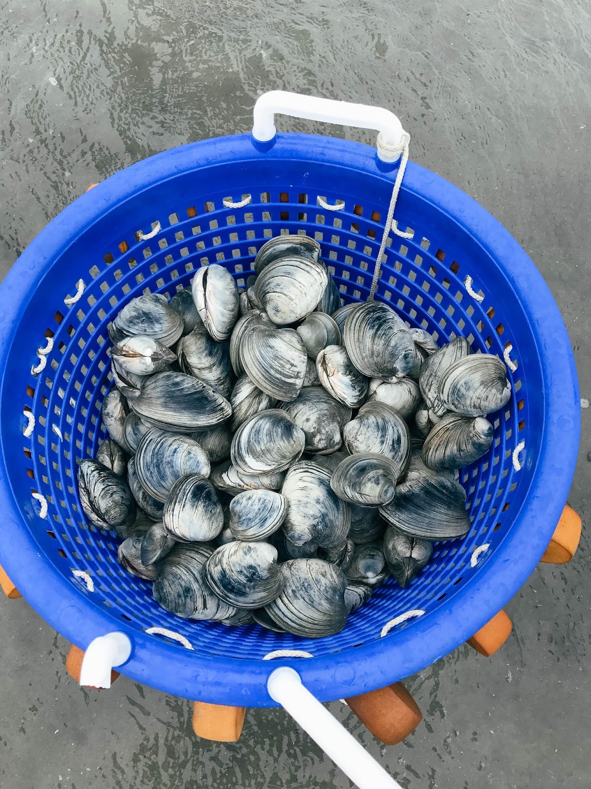 Sweet Surrender Outer Banks 2017 A Clamming Adventure