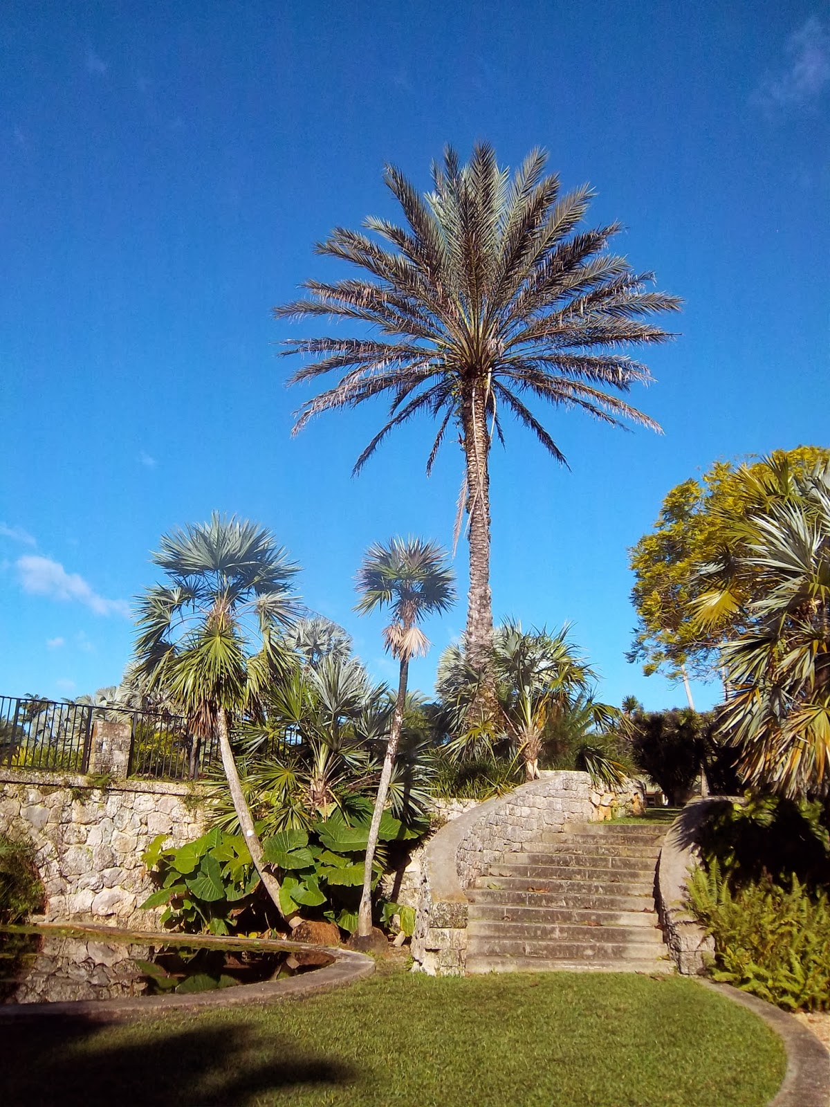 Reforestation and the Medicinal Uses of Trees -Liliana Usvat Research