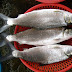 Milk Fish Fresh Menu Sinigang na Bangus Stew and Braised Fish Recipe