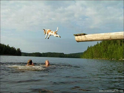 funny_picture_dog_jump