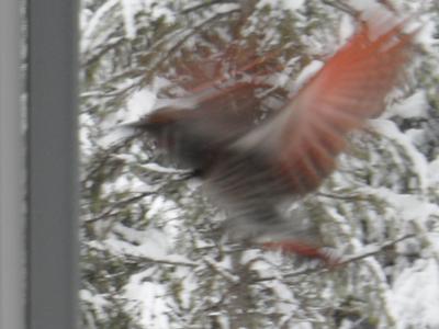 Bird In Everything: Flicker Bird House Plans