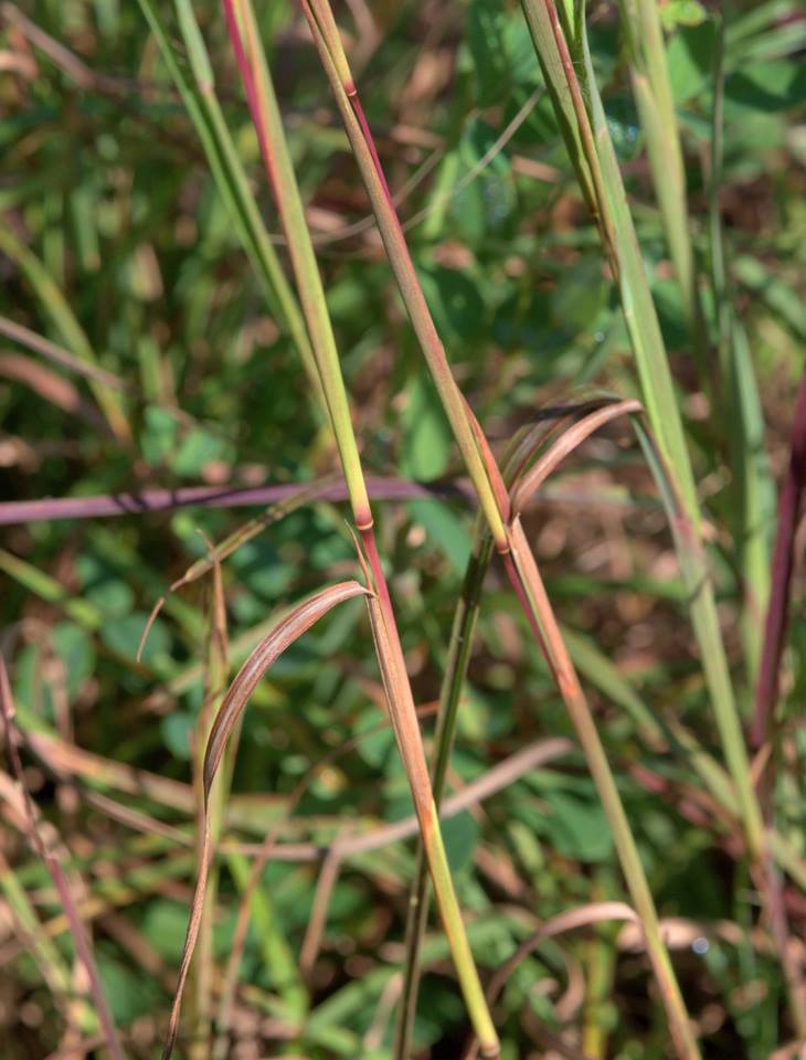 Nature Ramblers Ramble Report October 12 2017