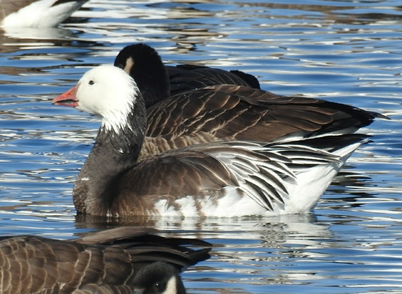 Bird Hybrids Snow Goose x Ross's Goose