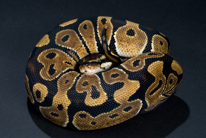 how to install curl python how to install curl python