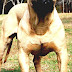 Boerboel - Large African Dog Breeds