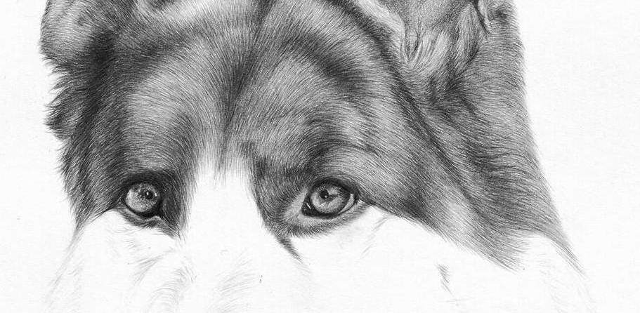 Fotórealista rajzok: Reike - Német juhászkutya tutorial