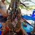 Αστακός για ρεκόρ Γκίνες (27 κιλά) στα δίχτυα ψαράδων  