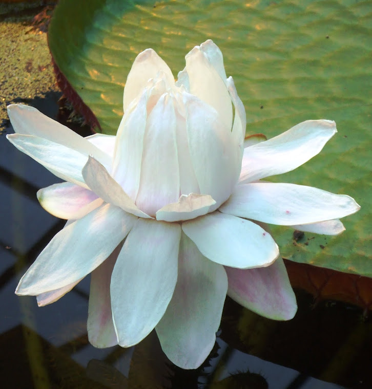 Amazonian waterlily