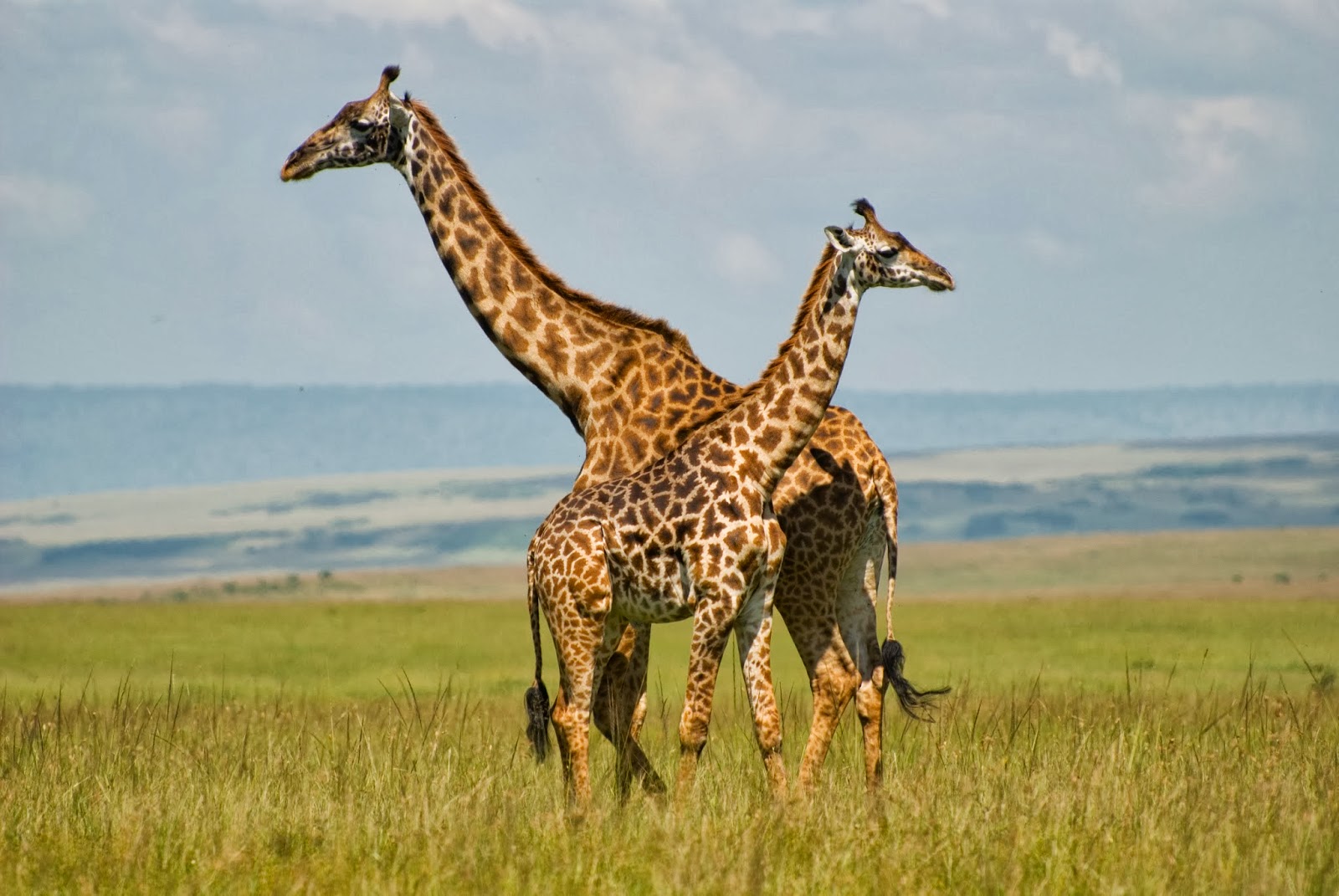 Giraffes_in_Masai_Mara