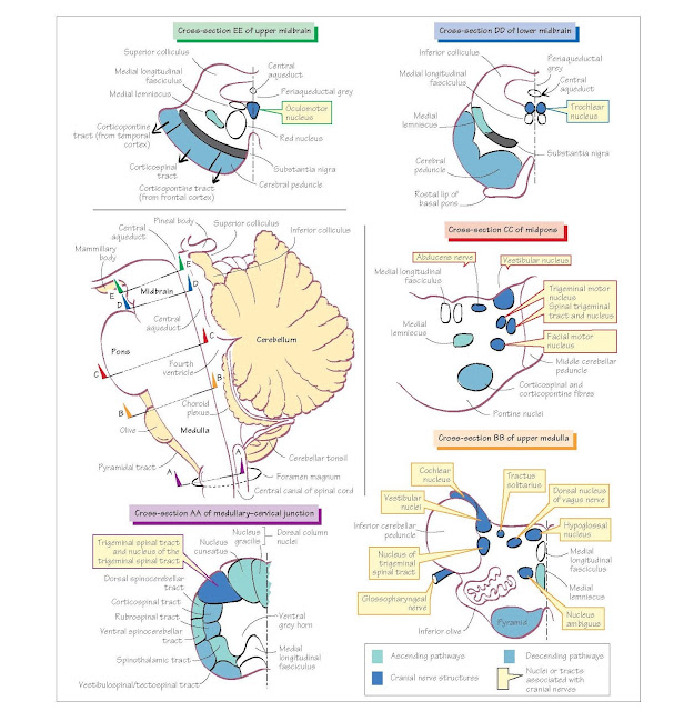 Anatomy Of The Brainstem