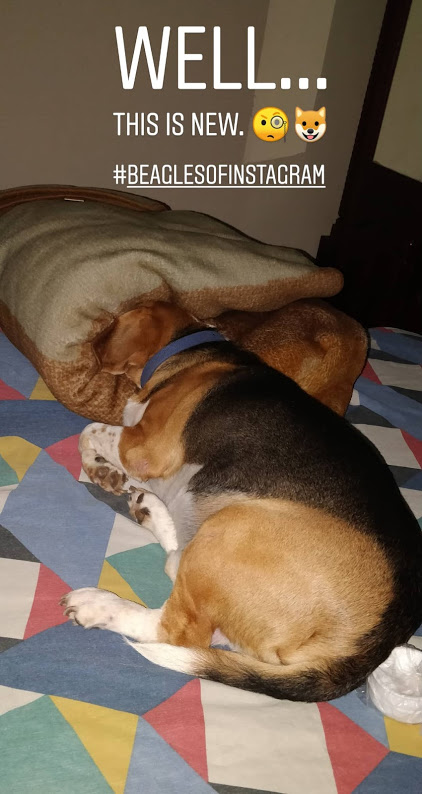 beagle burying his head in blanket