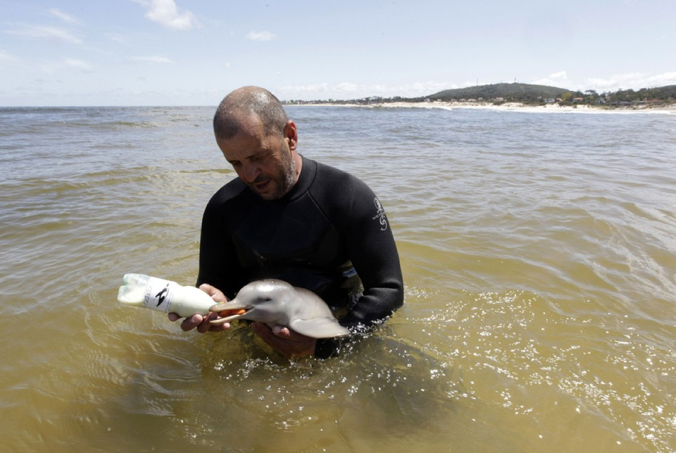 A man taking care of an orphaned baby dolphin (pictures) Amazing