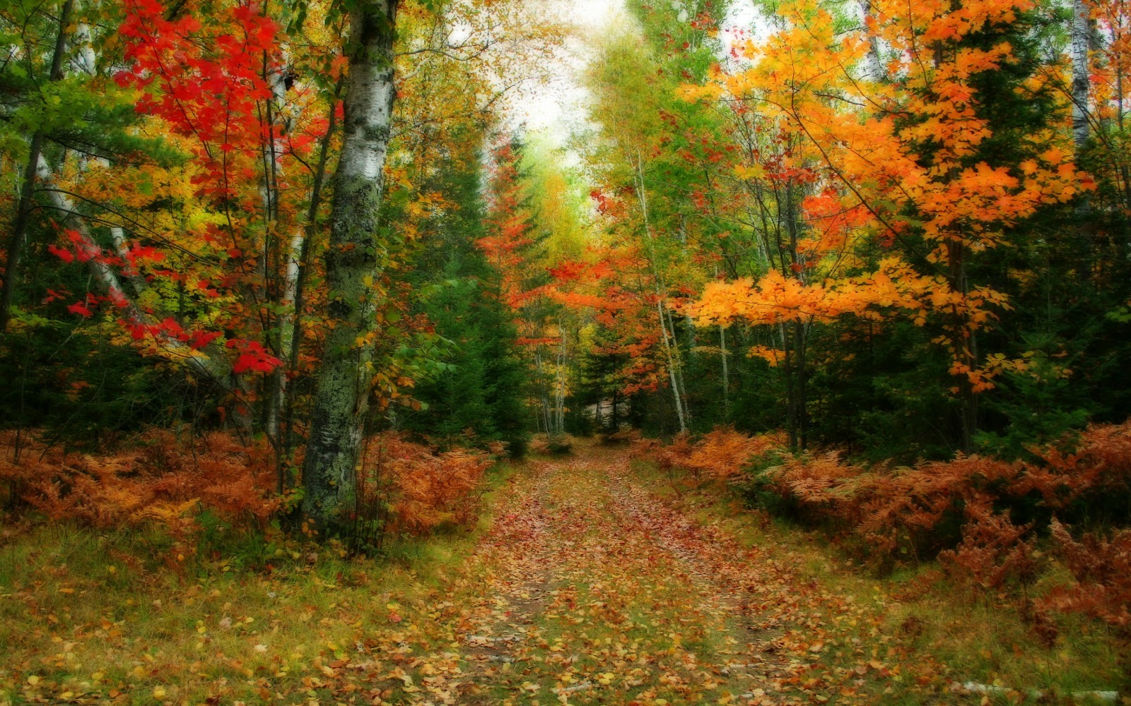 Top 35 Beautiful And Fabulous Paths Wallpapers In HD