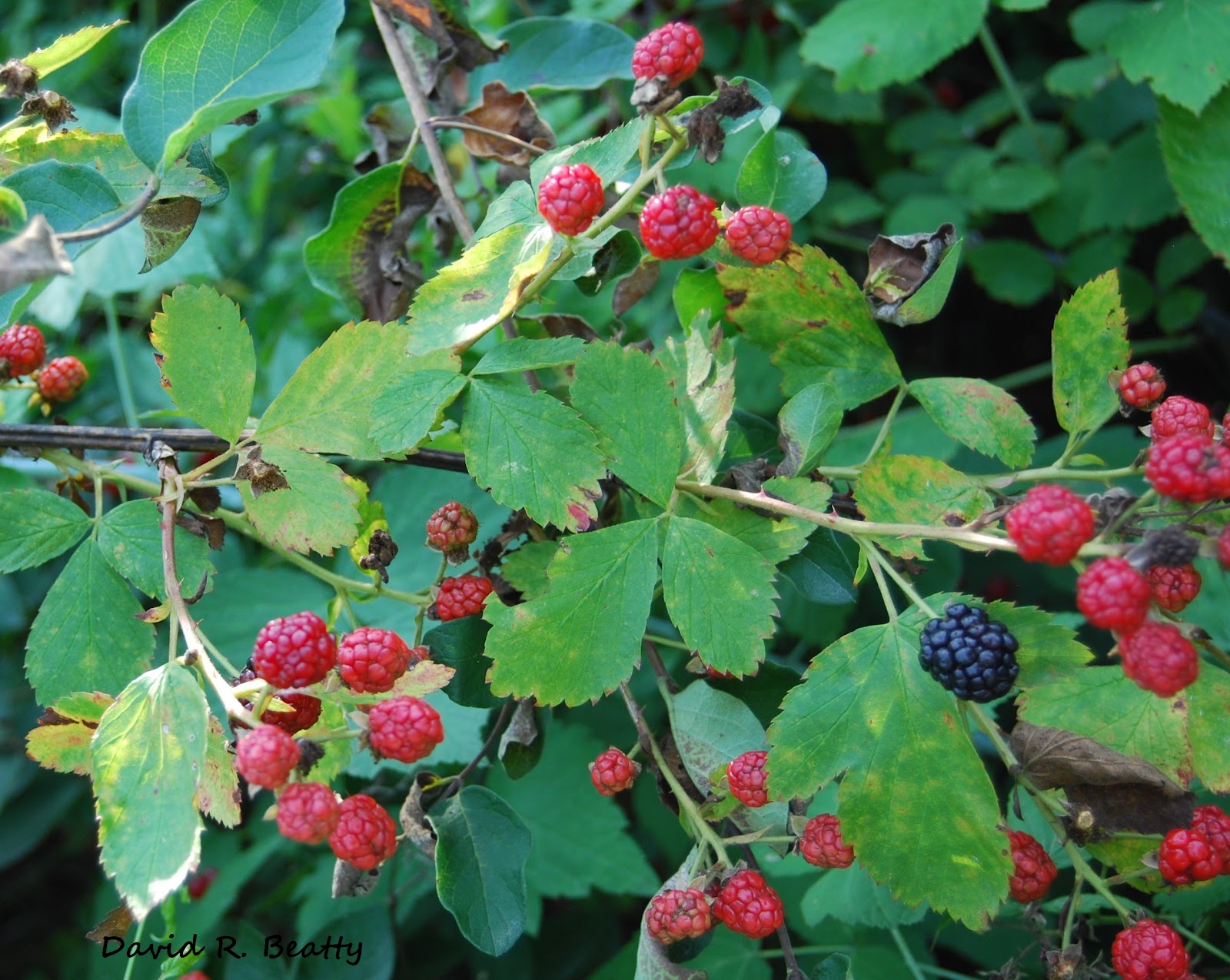 Herbal Remedies at Home MEDICINAL USES OF WILD BERRIES