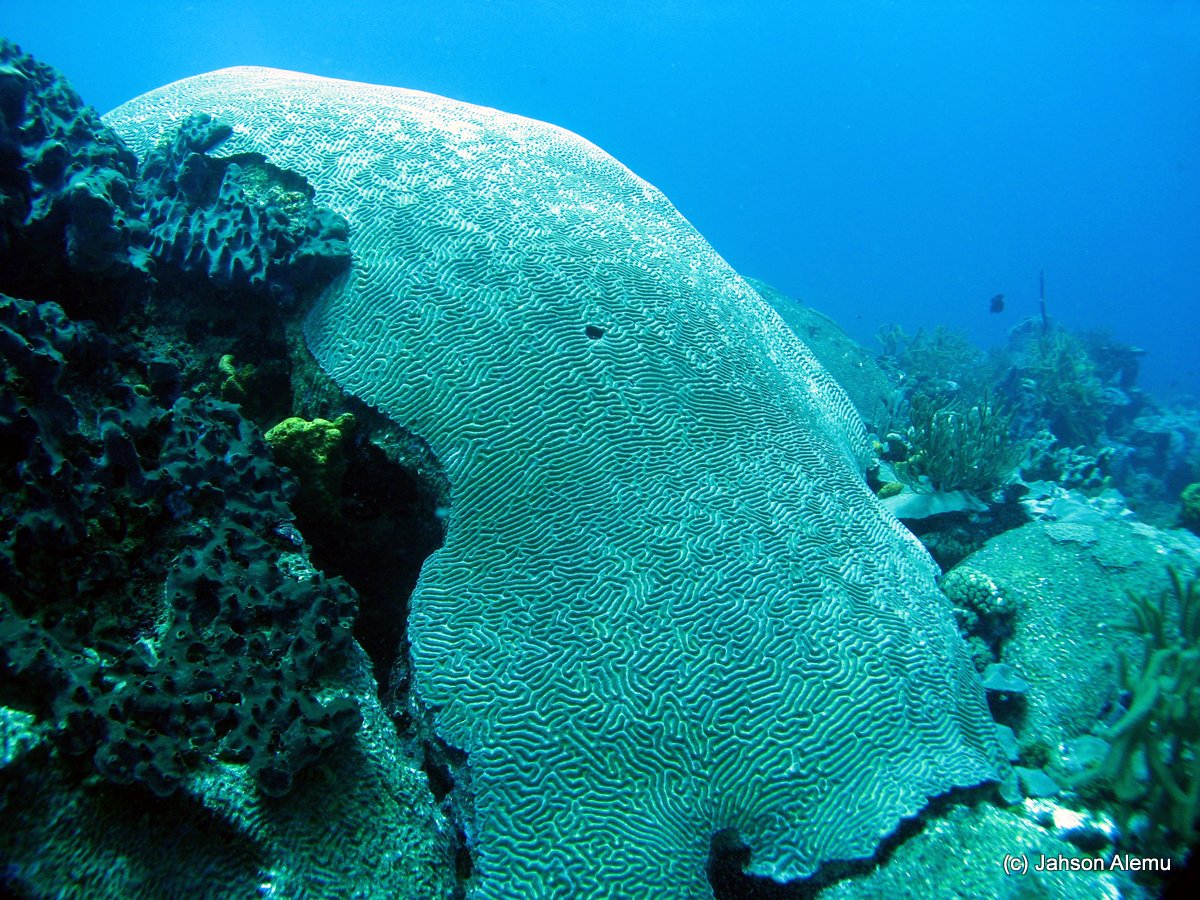 12 Creatures on Buccoo Reef to cherish all year round
