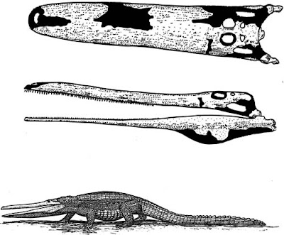 Stomatosuchus skull
