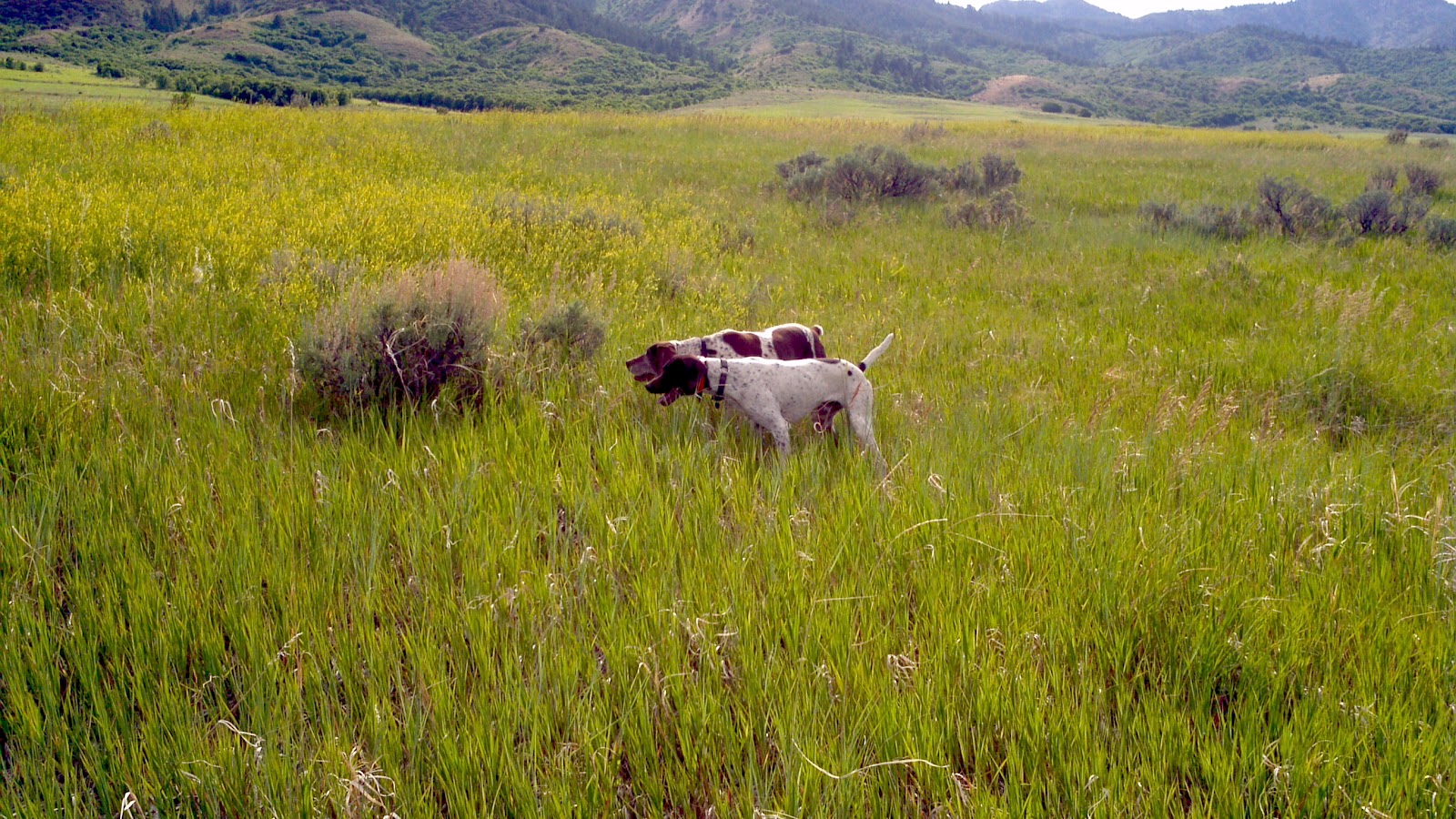 Gunsight Kennels 2012