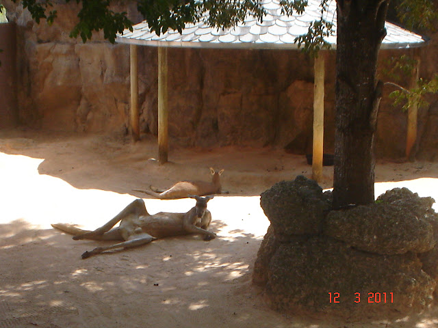 im Zoo in Miami