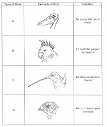 adaptation worksheets birds different test feet science p6 bird papers google animal adaptations habitats edp 6b jot notes take down