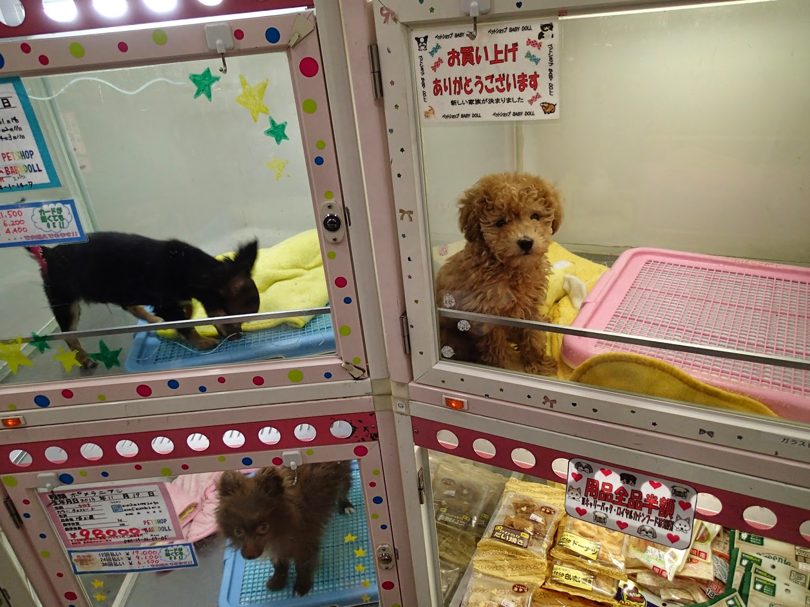 Red Queen Tales Shibuya and Sushi in Japan