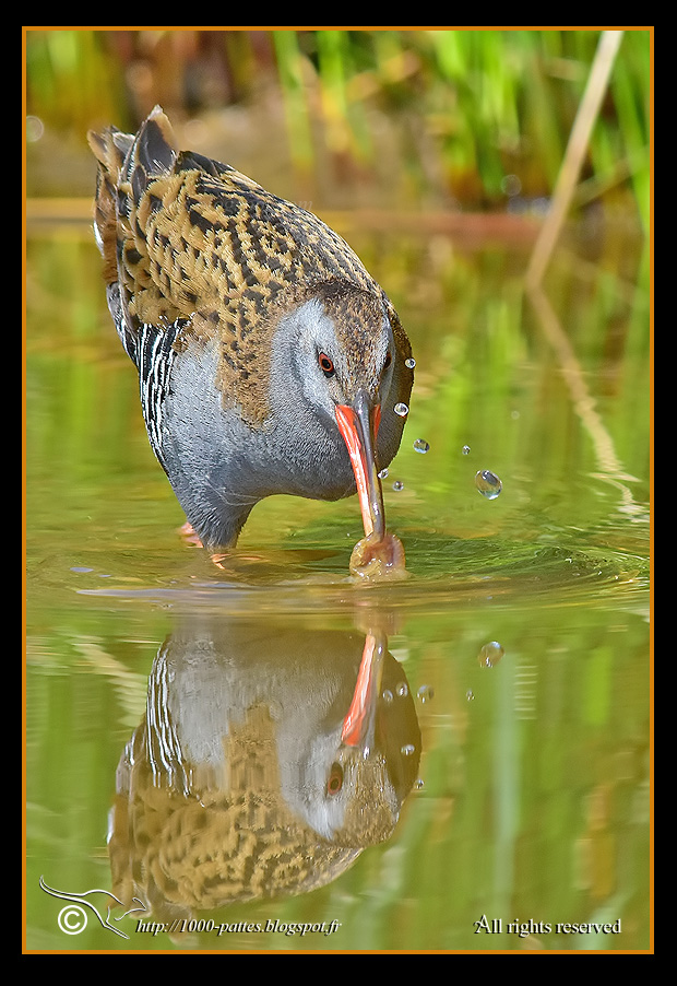 Rallus aquaticus - http://1000-pattes.blogspot.com/