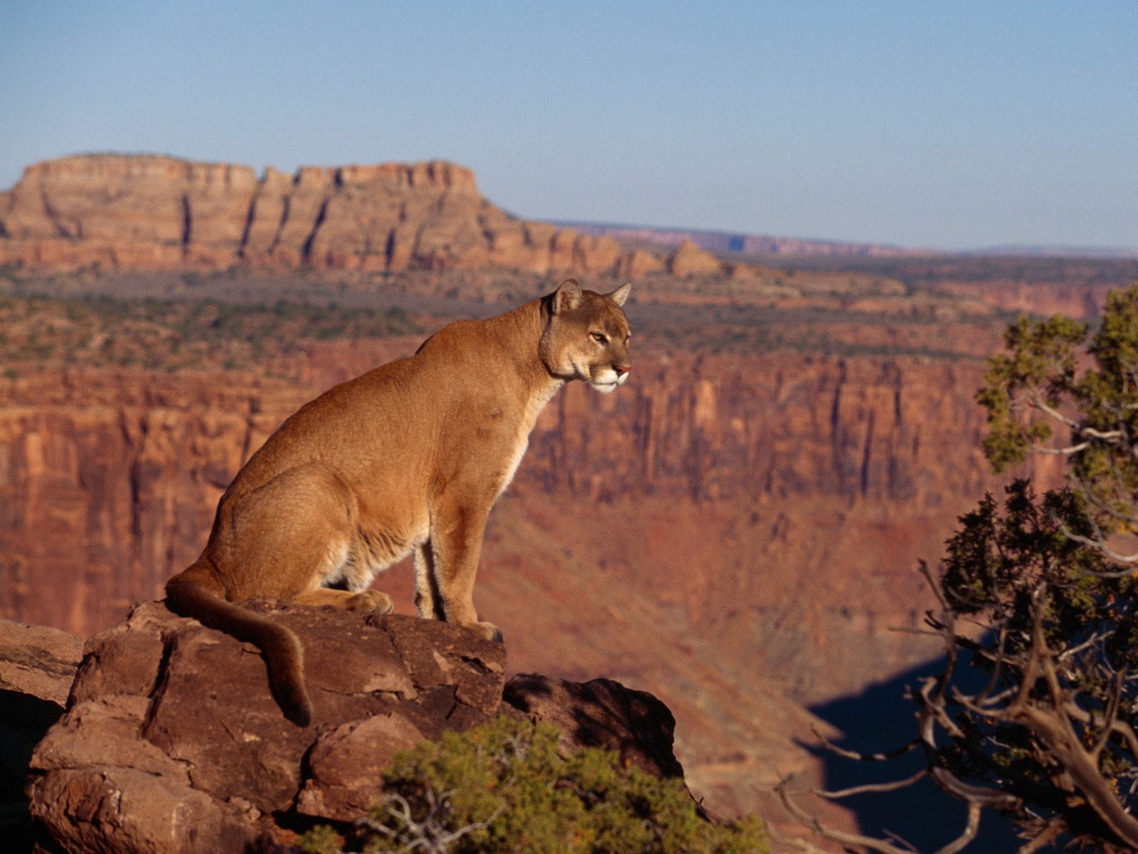 Cougar | The Biggest Animals Kingdom