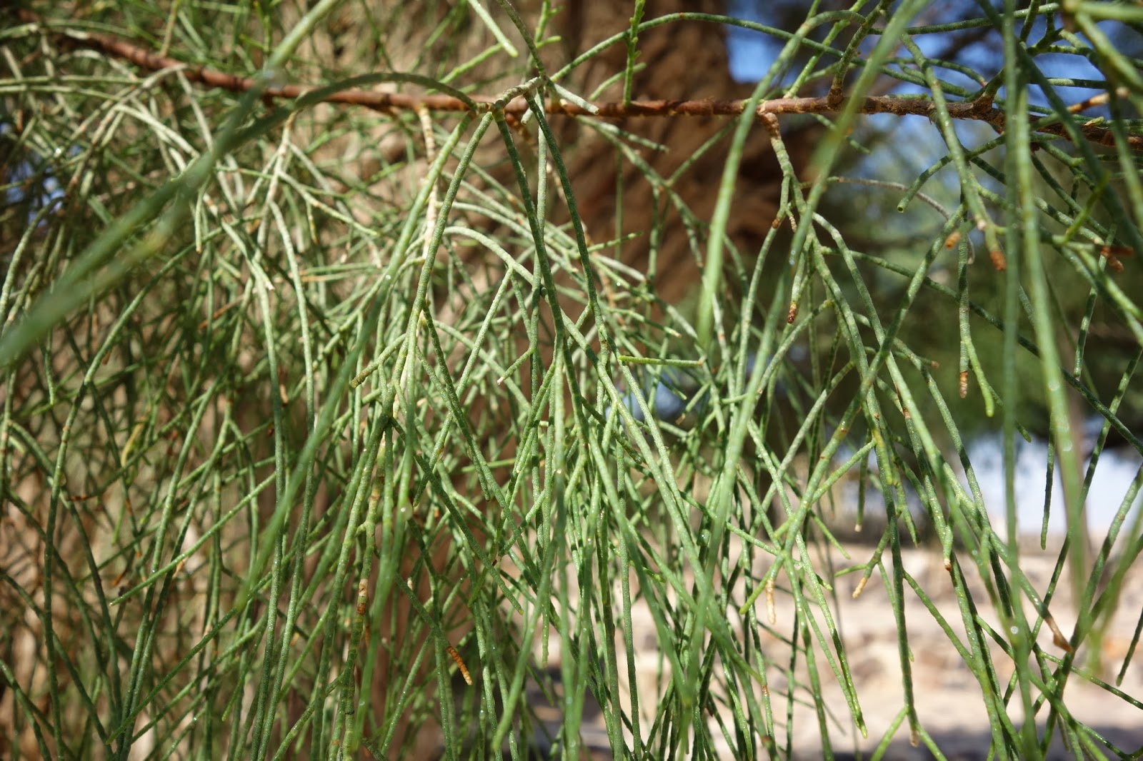 Pasture Living Lessons from the Desert Tamarisk Tree Living