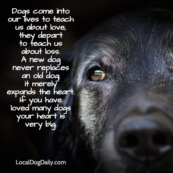 can a dog die from grief