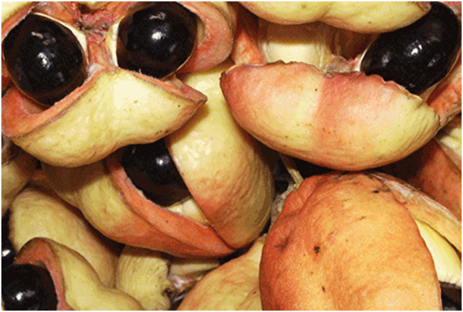 Jamaican Stinking Toe Fruit