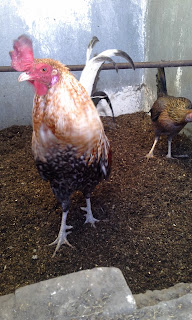 JI GALLOS: El gallo Bulico