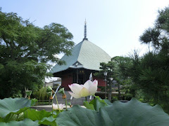 本覚寺のハス