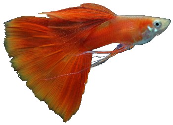Peixe Guppy (Poecilia reticulata) Peixe Guppy (Poecilia reticulata)