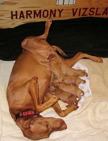 Two more puppies are born