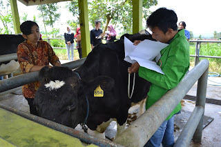lomba juding ternak perah lomba juding ternak sapi perah