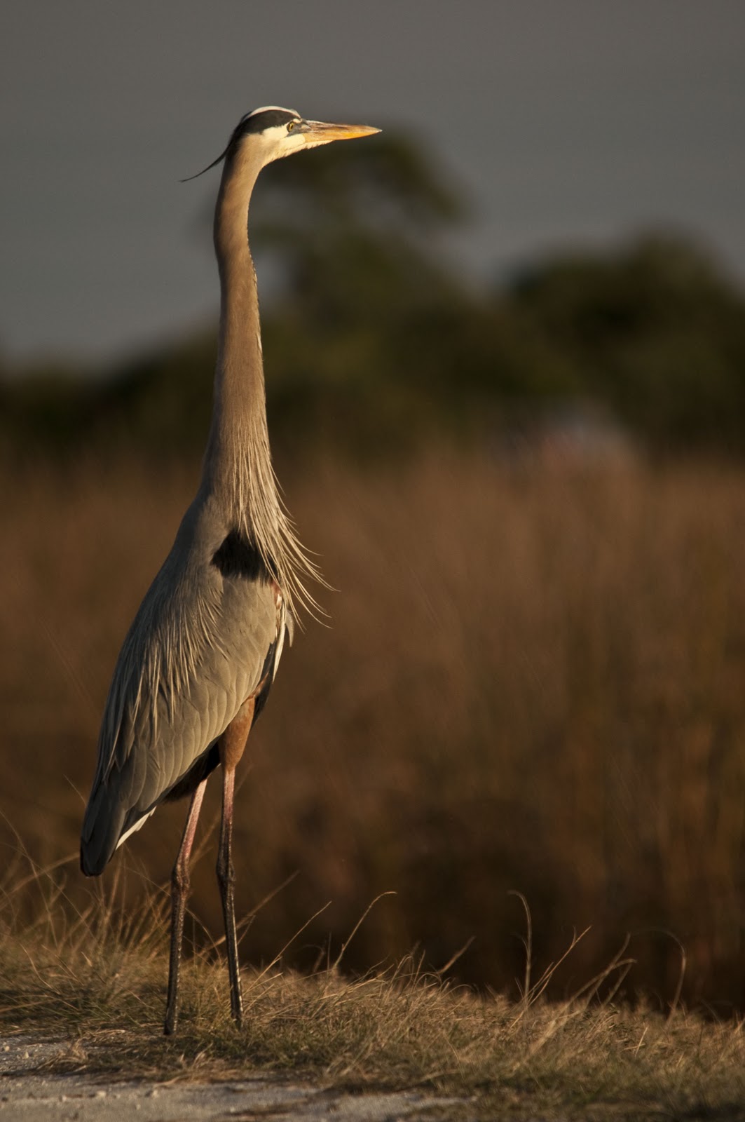 i heart florida birds Great Blue Herons