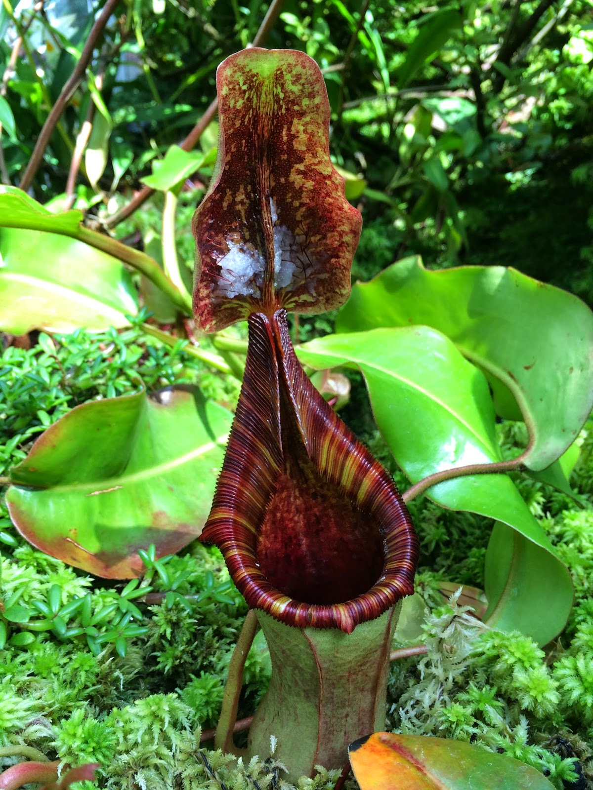 Designing the Nest Nature By Design The Atlanta