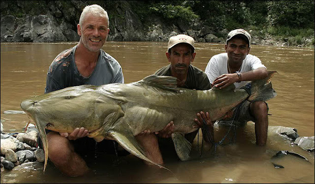 Dangerous And Exotic Fish Killer Catfish Part 1 dangerous-and-exotic-fish-killer-catfish-part-1