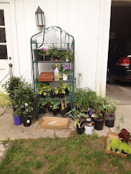 mini gardener greenhouse overflowing annuals hostas waiting plant master